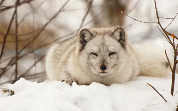 A serene HD wallpaper of a fox resting in the snow, surrounded by soft white snow and hints of branches, showcasing the beauty of wildlife in a winter landscape.
