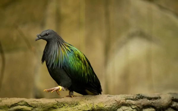 A vibrant Nicobar pigeon stands on a branch, showcasing its striking iridescent plumage. This stunning image serves as an HD desktop wallpaper and background.