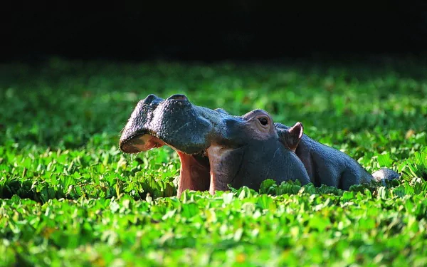 Two hippos peek above lush green water plants, creating a vibrant and captivating scene for a high-definition PC desktop wallpaper.