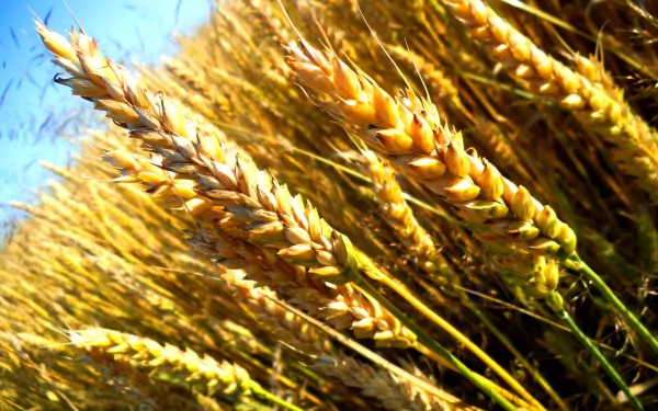 nature wheat HD Desktop Wallpaper | Background Image