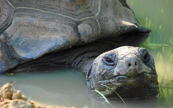 Animal aldabra giant tortoise HD Desktop Wallpaper | Background Image