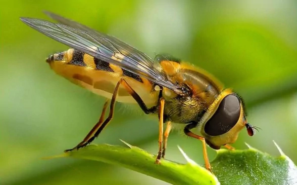 Animal hoverfly HD Desktop Wallpaper | Background Image