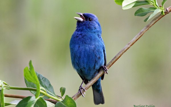 Animal Indigo Bunting Birds Passerines Blue Bird HD Wallpaper | Background Image