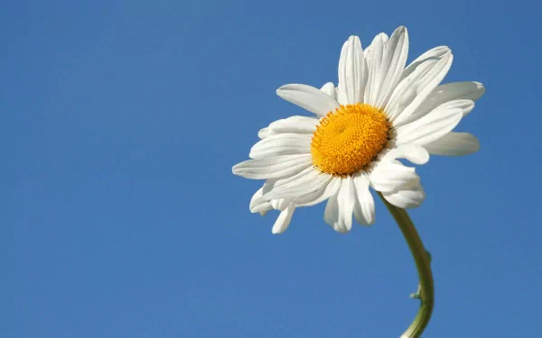 A vibrant daisy stands against a clear blue sky, showcasing its white petals and bright yellow center, making an inviting HD PC desktop wallpaper and background.