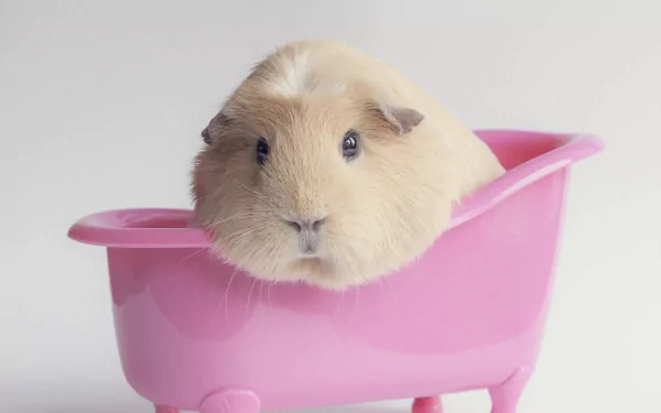 A cute guinea pig sits in a pink bathtub, showcasing its adorable features. This charming animal image serves as a delightful HD PC desktop wallpaper and background.