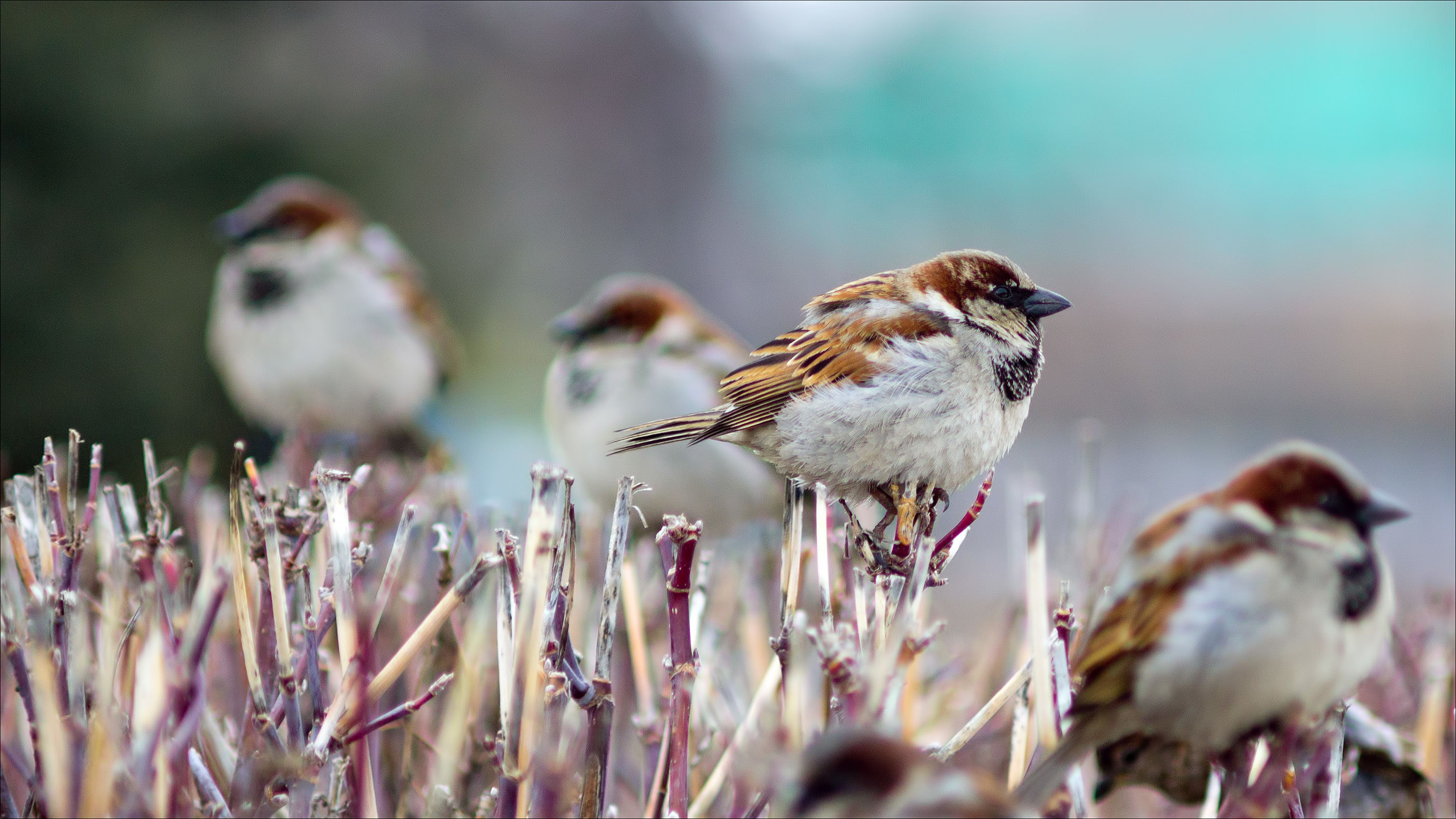 Animal Sparrow HD Wallpaper | Background Image