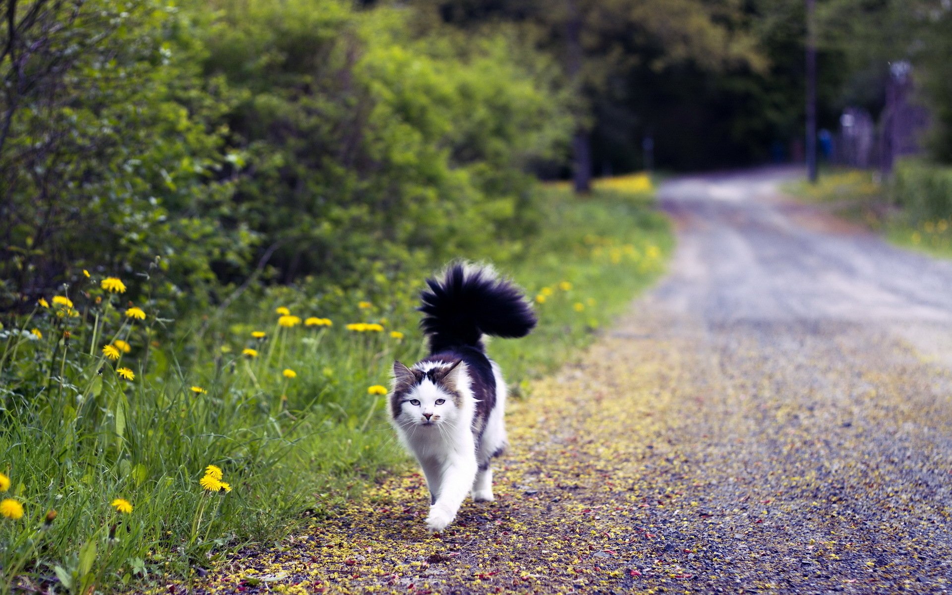 A cat walks down a gravel path lined with dandelions and greenery, creating a serene outdoor scene in this high-definition PC desktop wallpaper.