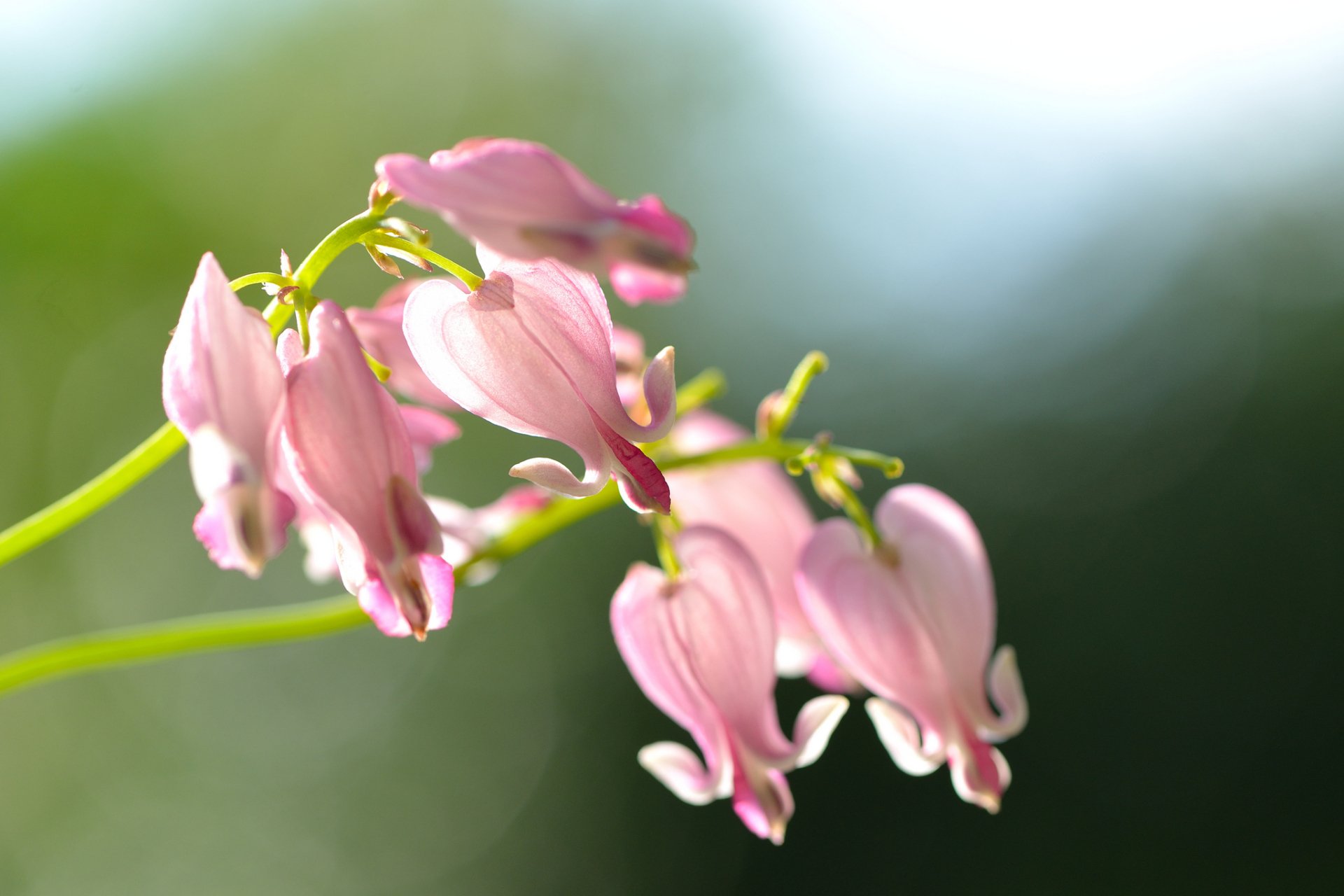 A close-up of delicate pink bleeding heart flowers, showcasing their unique shape and colors against a soft, blurred background of nature, creating a serene desktop wallpaper.