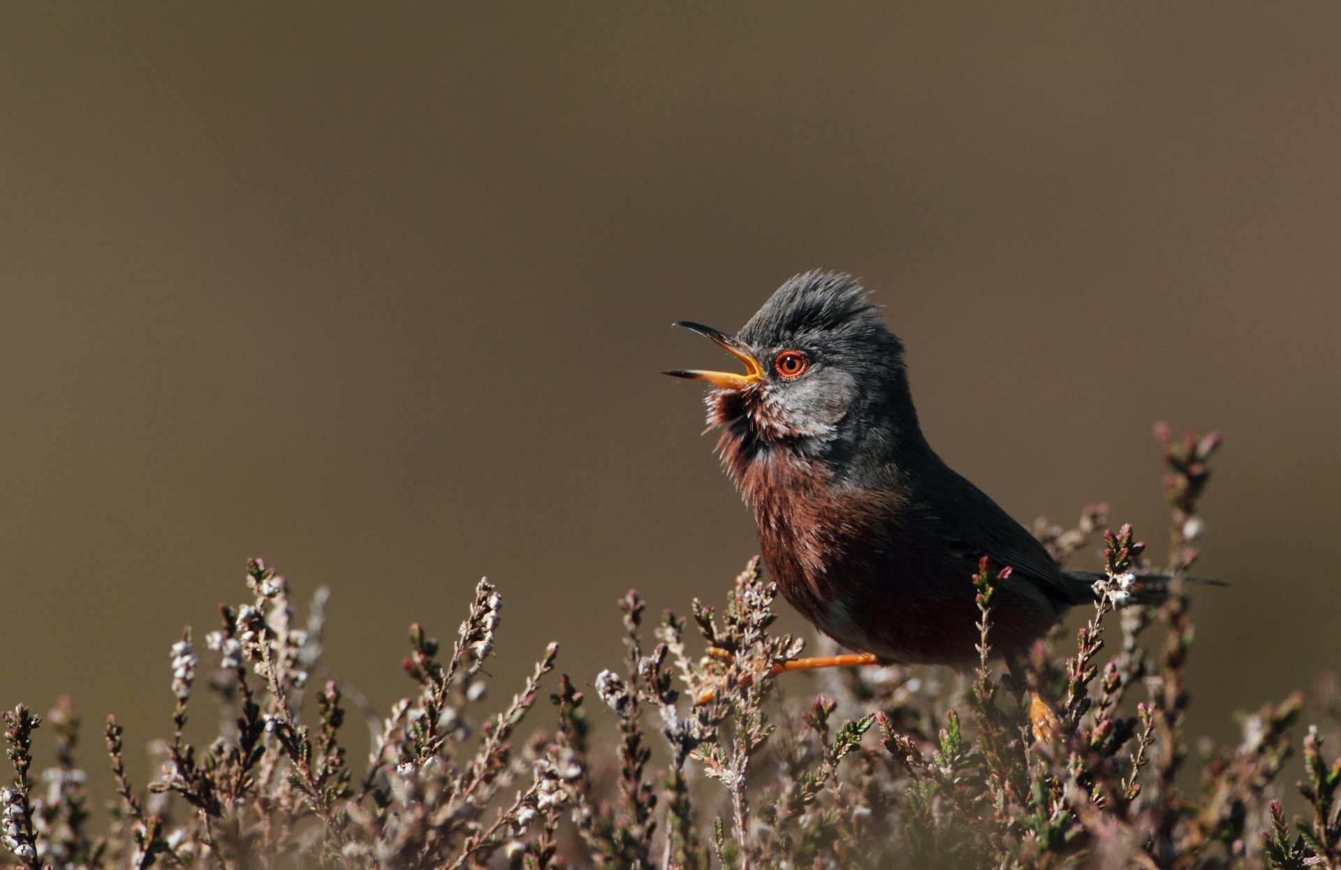 A close-up of a small bird perched among shrubs, captured in stunning detail for a 4K Ultra HD PC desktop wallpaper background.