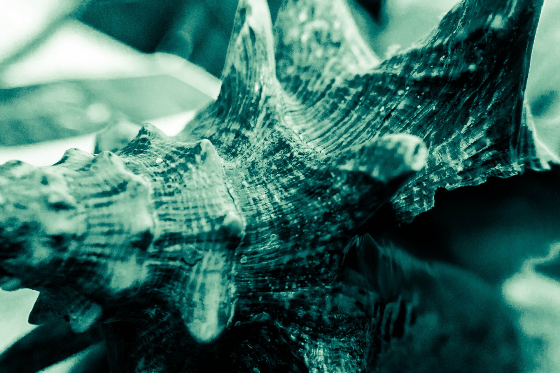 Sea Shell by Terence