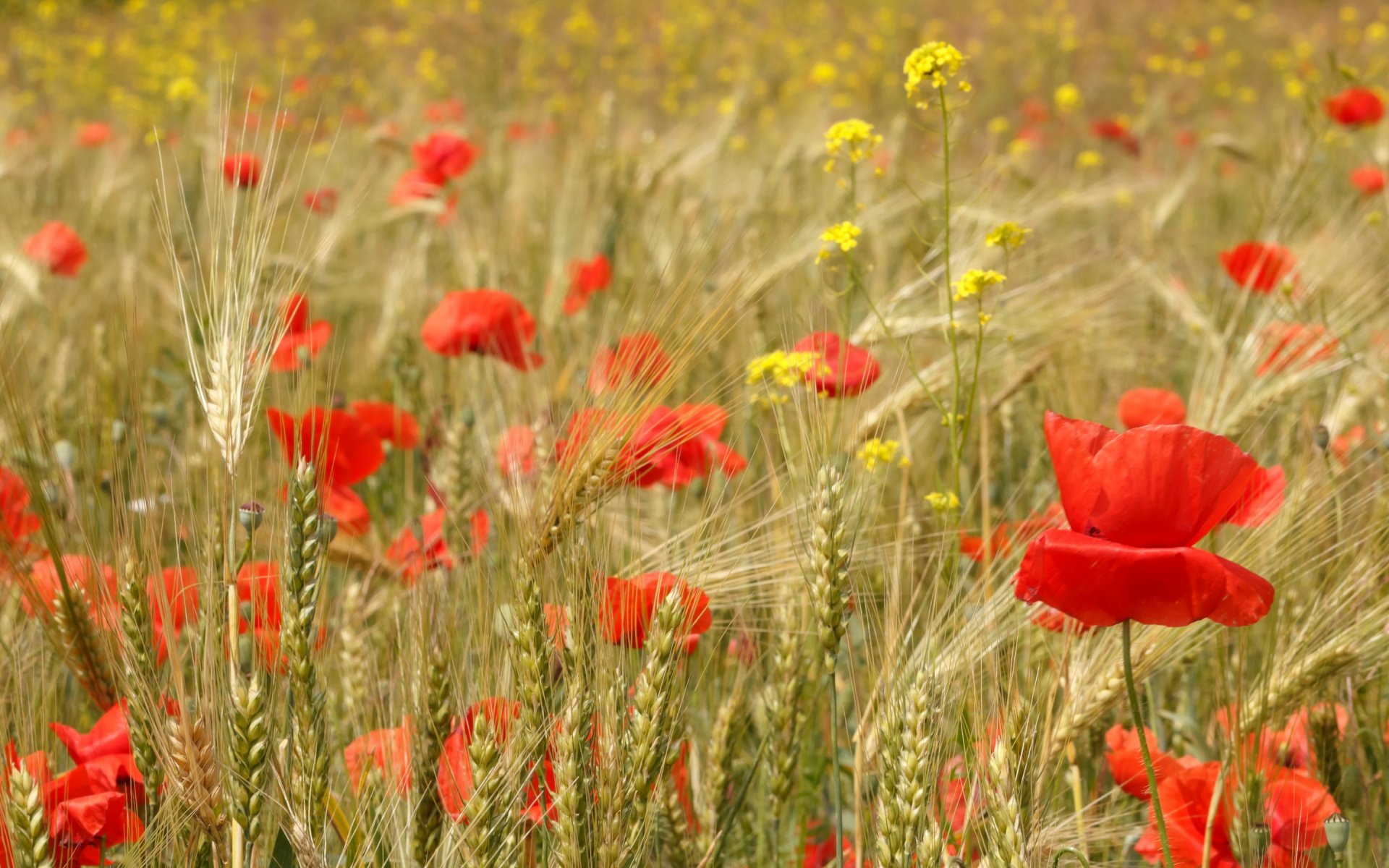 HD desktop wallpaper featuring a vibrant field of red poppies and golden wheat under soft natural light, showcasing the beauty of nature.