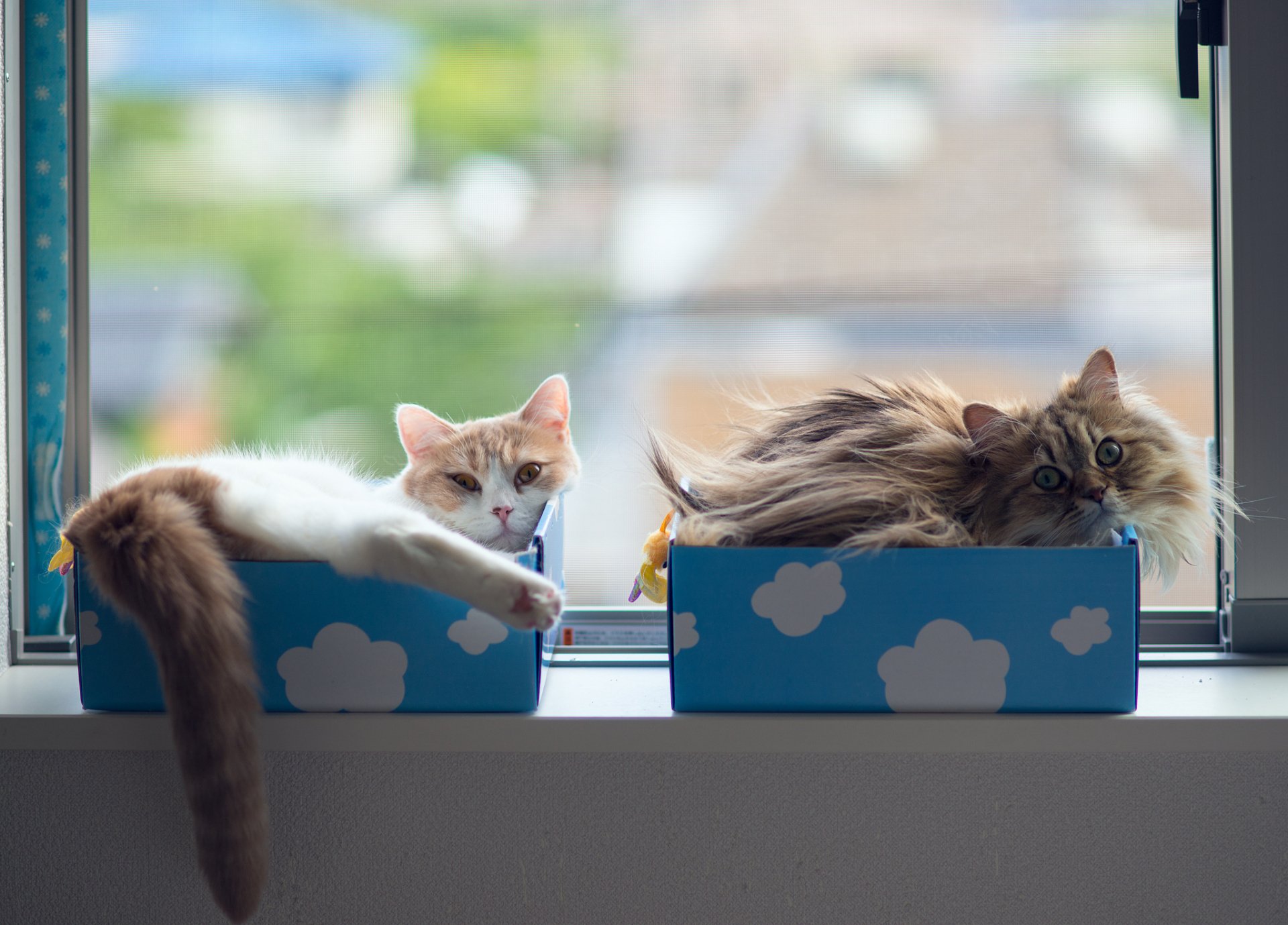 Two cats relax in colorful boxes by a window, enjoying the sunlight. This HD desktop wallpaper captures a cozy moment of these playful animals.