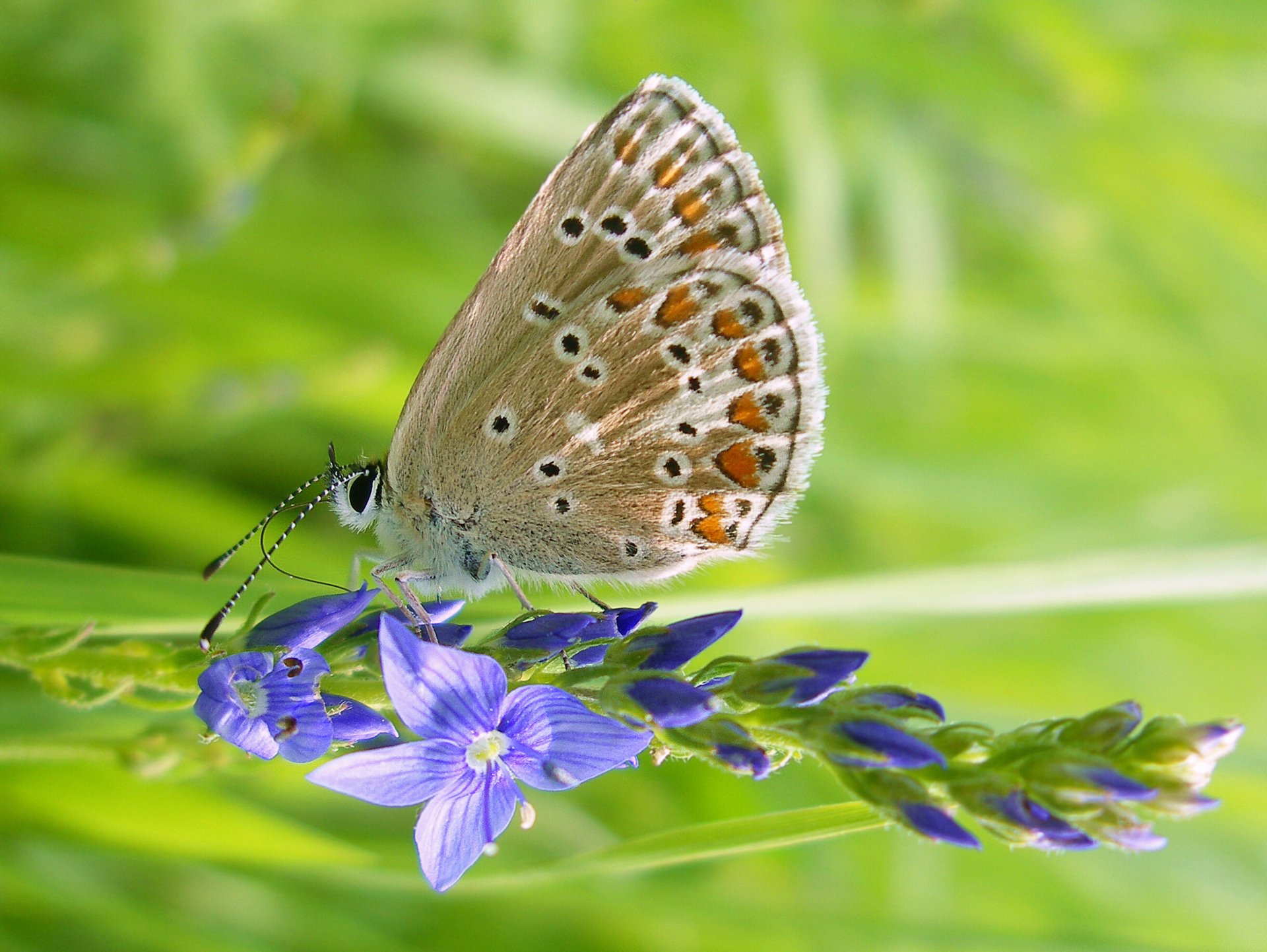 A close-up of a butterfly perched on vibrant purple flowers, captured in stunning detail for a 4K Ultra HD PC desktop wallpaper background.