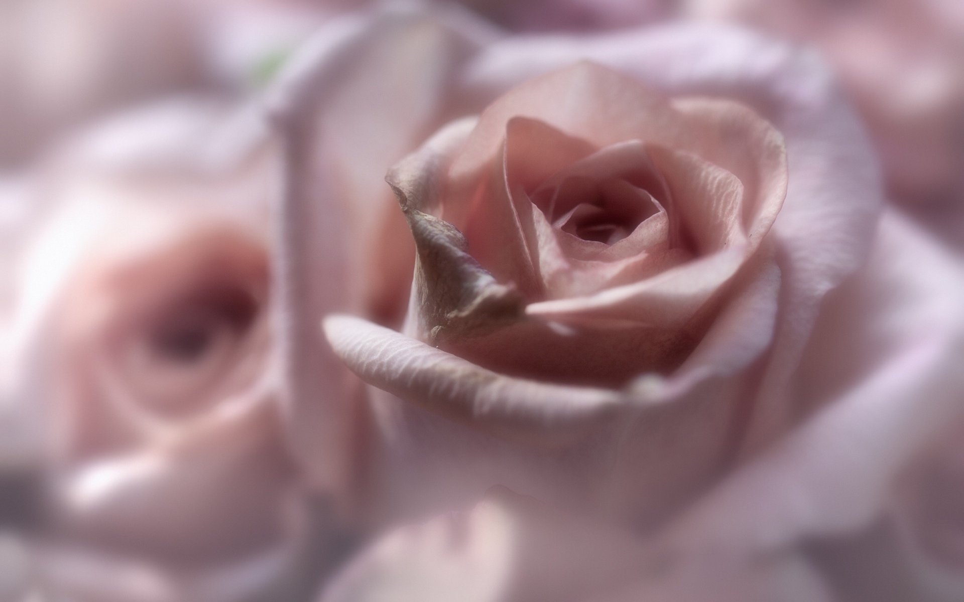 HD PC desktop wallpaper featuring a close-up of soft pink roses in nature, showcasing delicate petals with a gentle, blurred background.