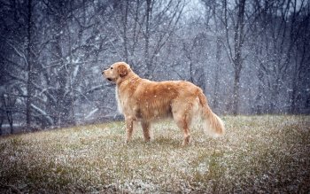 305 Golden Retriever Hd Wallpapers Background Images Wallpaper