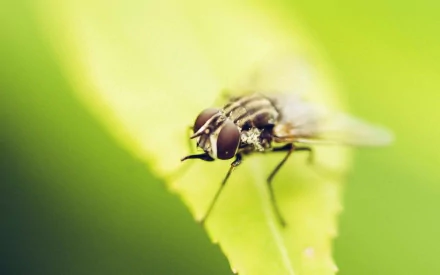 Animal fly HD Desktop Wallpaper | Background Image