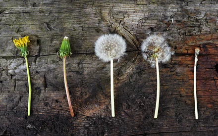 nature dandelion HD Desktop Wallpaper | Background Image