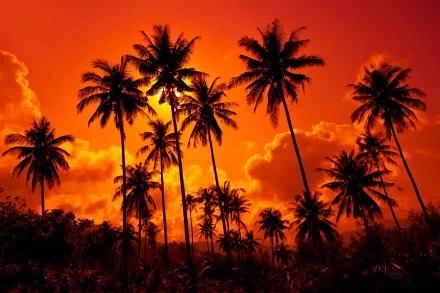 nature palm tree HD Desktop Wallpaper | Background Image