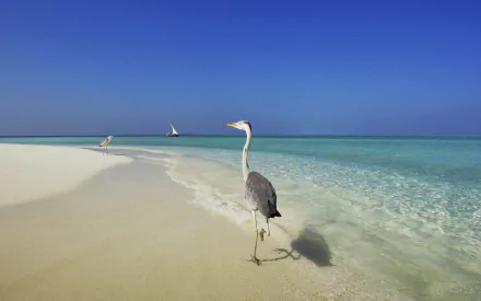  Heron on the beach at Velassaru Island - Maldives