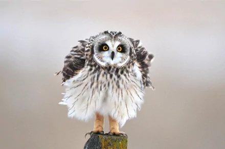 A high-definition desktop wallpaper featuring an owl with striking yellow eyes, perched on a post, showcasing its intricate feathers against a soft, neutral background.
