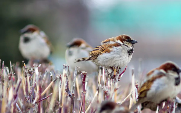 A charming scene featuring sparrows perched on dried branches, captured in high definition. This image serves as an engaging desktop wallpaper and background.