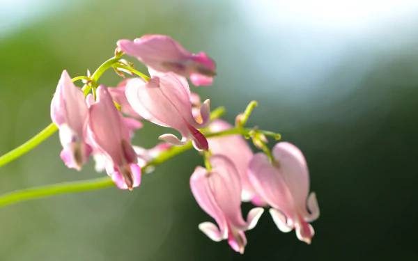 A close-up of delicate pink bleeding heart flowers, showcasing their unique shape and colors against a soft, blurred background of nature, creating a serene desktop wallpaper.