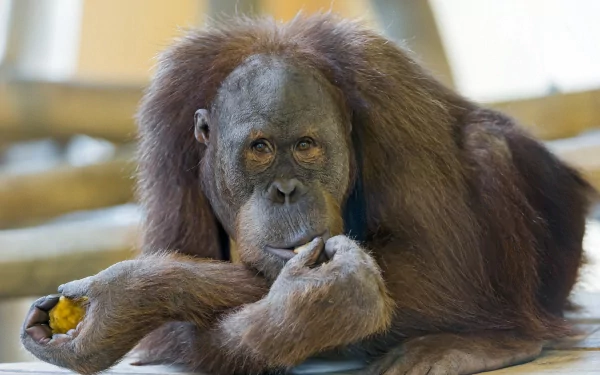 Close-up of an orangutan resting, captured in HD quality as a striking PC desktop wallpaper and background featuring this majestic animal.