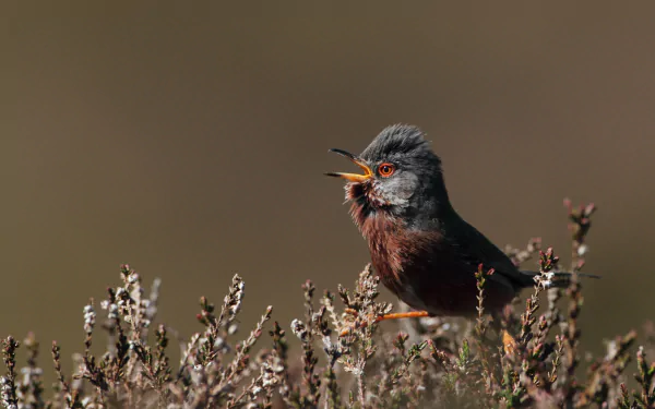 A close-up of a small bird perched among shrubs, captured in stunning detail for a 4K Ultra HD PC desktop wallpaper background.