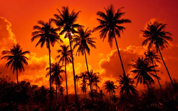 nature palm tree HD Desktop Wallpaper | Background Image