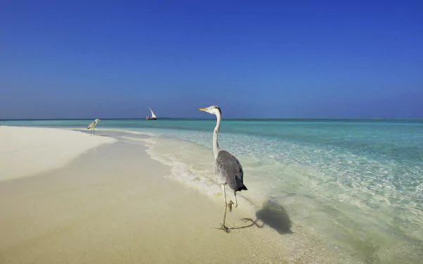  Heron on the beach at Velassaru Island - Maldives