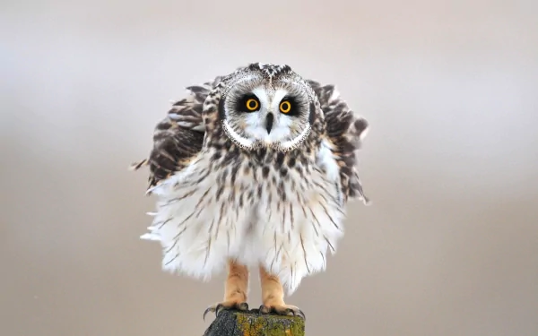A high-definition desktop wallpaper featuring an owl with striking yellow eyes, perched on a post, showcasing its intricate feathers against a soft, neutral background.