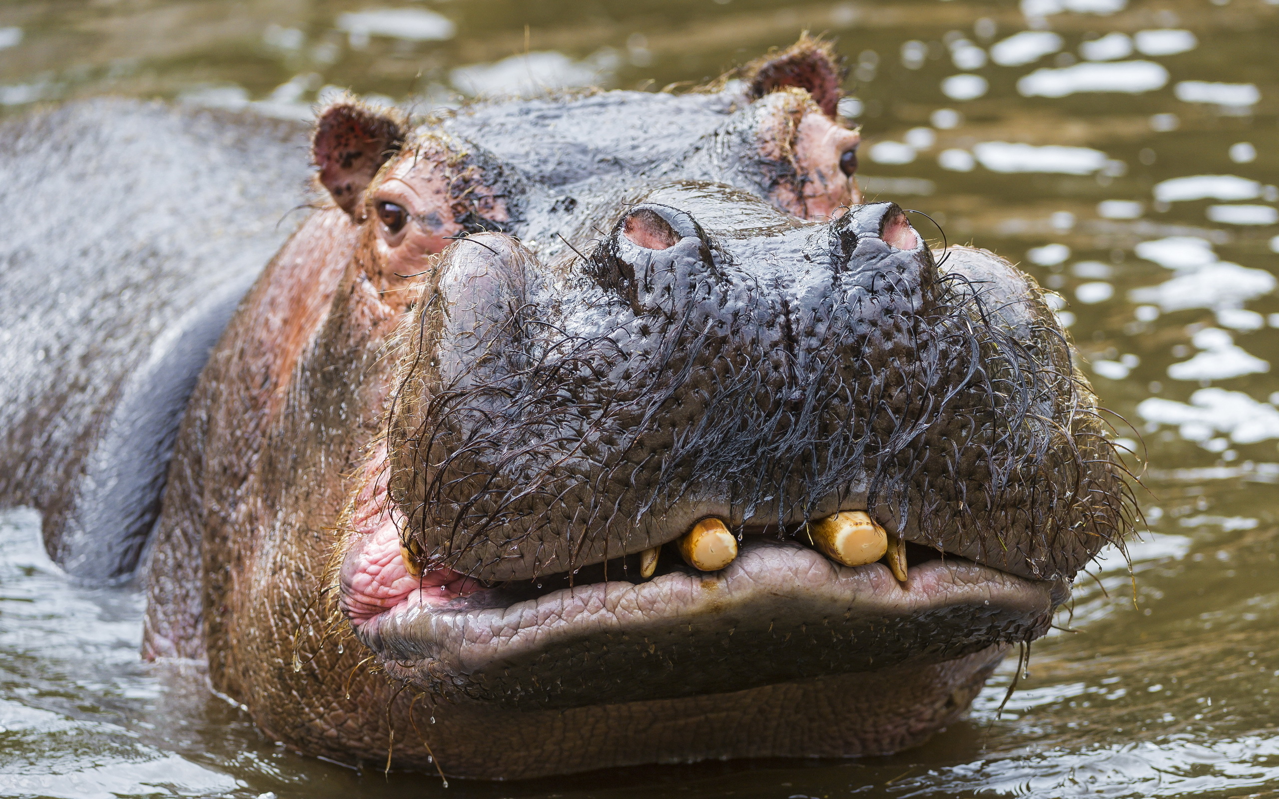Animal Hippo HD Wallpaper | Background Image