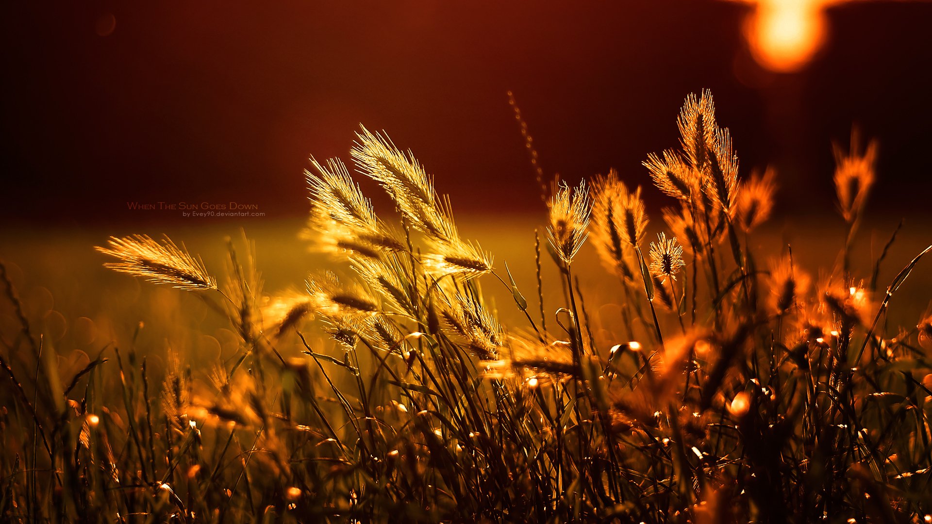 A serene nature scene captures golden wheat swaying gently in the breeze, illuminated by warm sunlight, creating a tranquil ambiance for a HD PC desktop wallpaper.