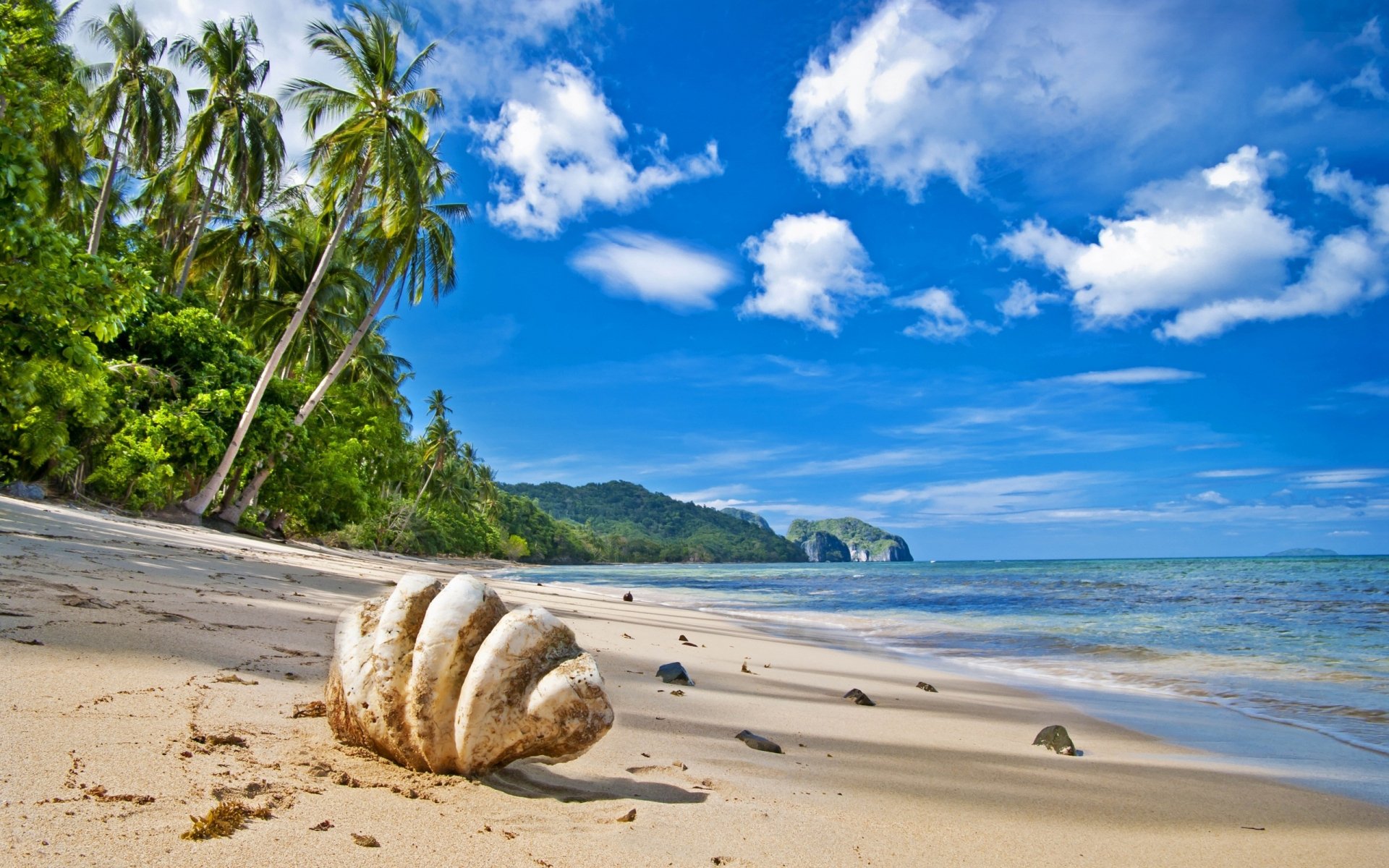 HD desktop wallpaper showcasing a serene beach scene with palm trees, a large shell on the sand, and a vibrant blue sky filled with scattered clouds.