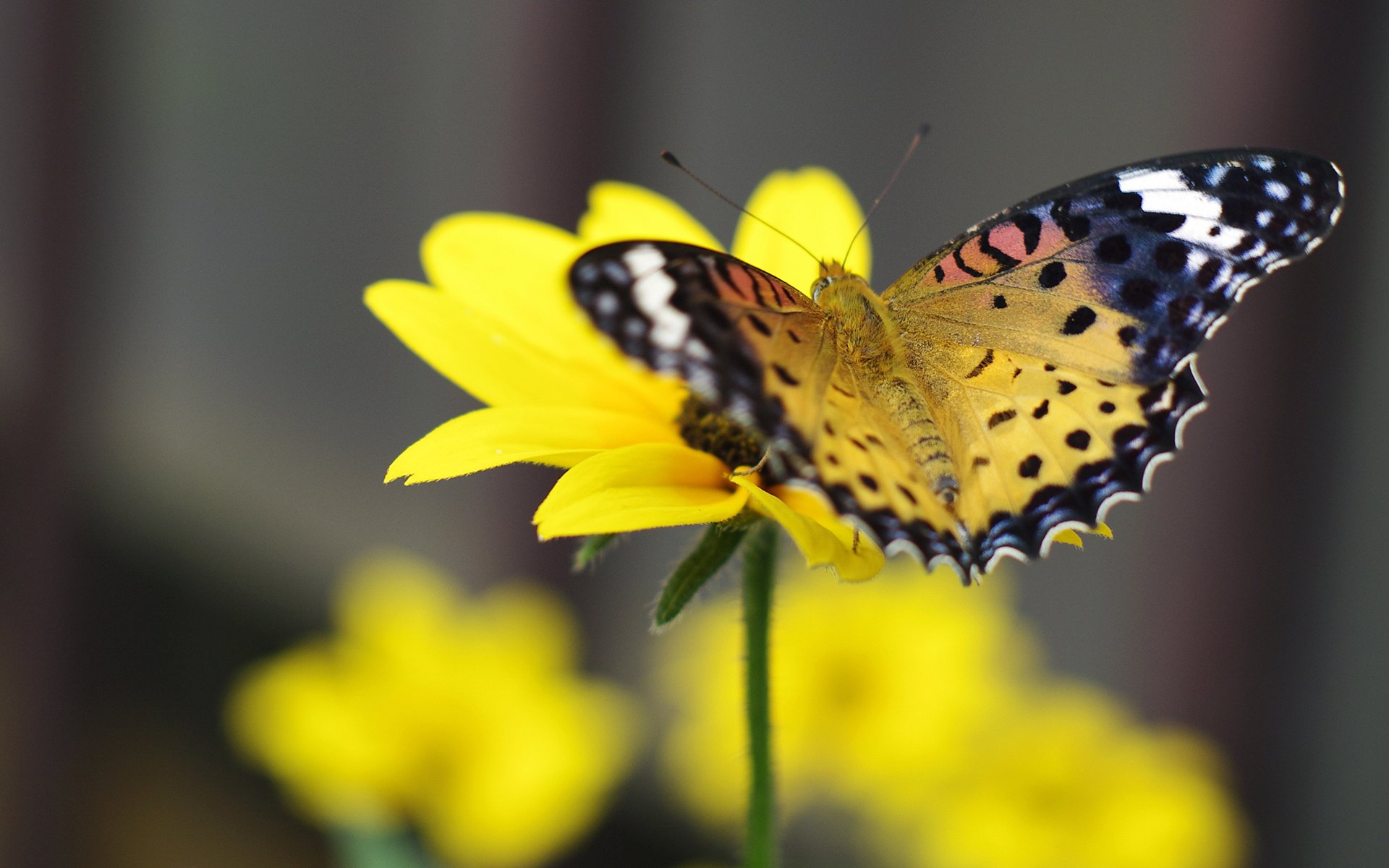 A vibrant butterfly perches delicately on a bright yellow flower, creating a stunning HD desktop wallpaper background that showcases the beauty of nature.