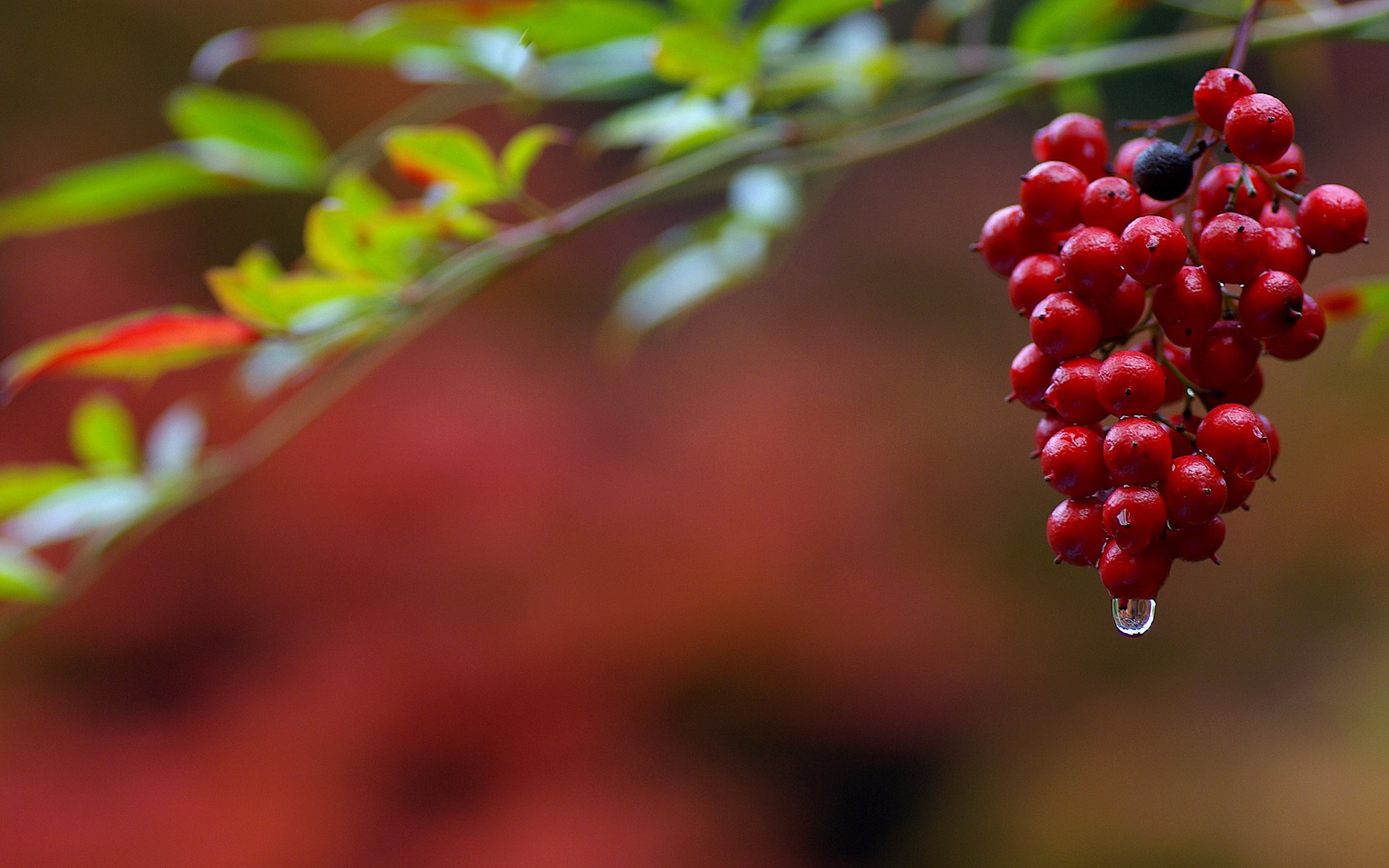 A close-up of vibrant red berries hanging from a branch, accented by green leaves, set against a softly blurred, multicolored natural background. An HD desktop wallpaper showcasing nature's beauty.