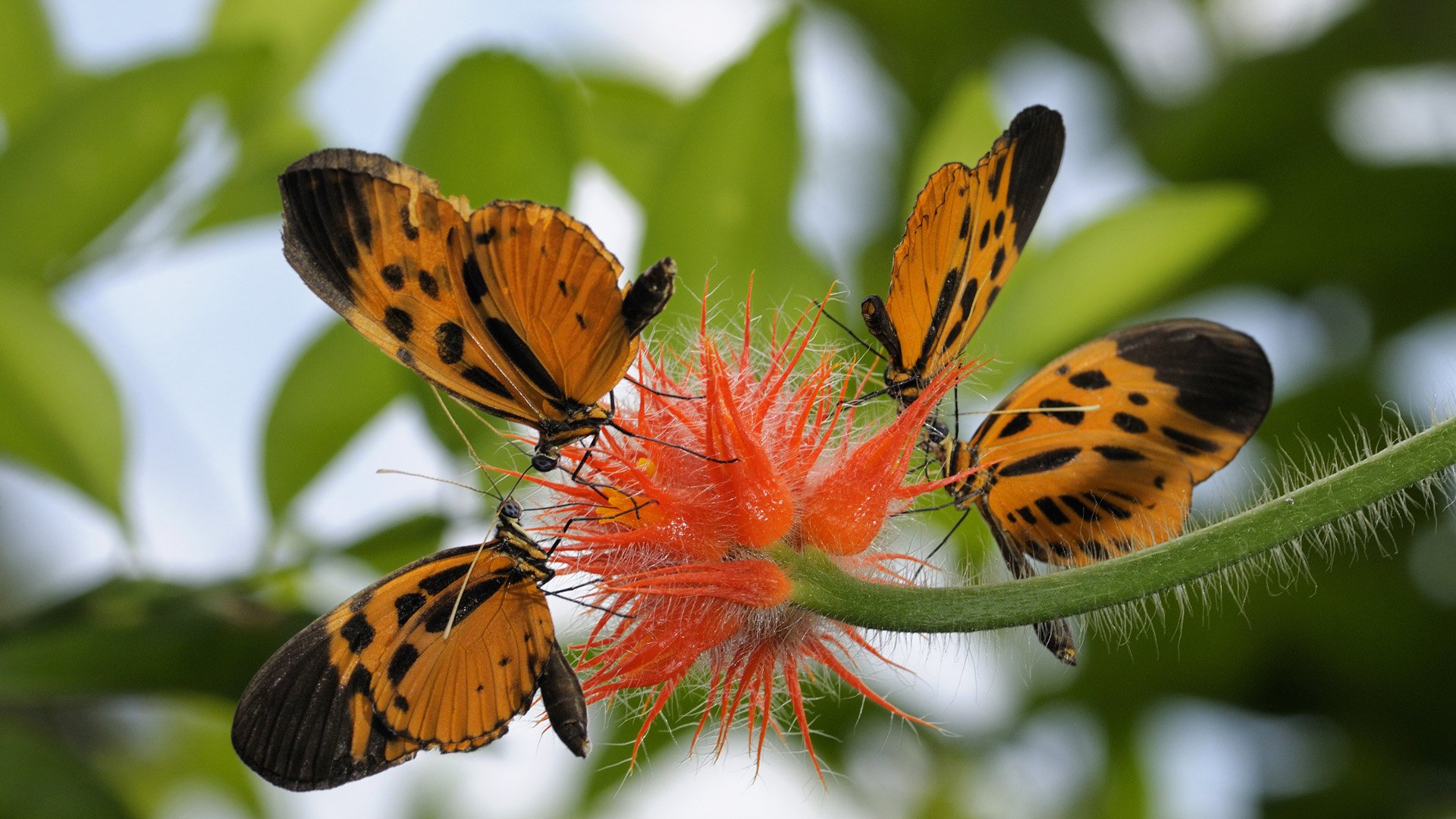 A vibrant HD desktop wallpaper featuring butterflies with striking orange and black patterns perched on a bright orange flower, surrounded by lush green foliage.