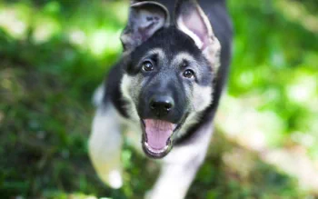 A playful puppy with black and tan fur runs through a grassy area, showcasing its joyful expression. This HD image makes an engaging desktop wallpaper.
