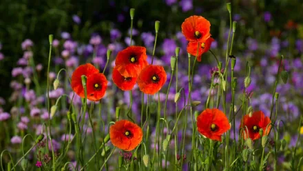 Vibrant red poppies bloom amidst a field of purple flowers, creating a stunning nature scene for an HD desktop wallpaper and background.