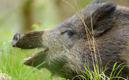 HD PC desktop wallpaper featuring a close-up of a wild boar with its mouth open amidst green grass and natural background.