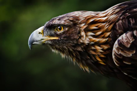 Close-up of a majestic eagle with sharp, piercing eyes against a blurred green background, captured in HD quality for desktop wallpaper and background use.