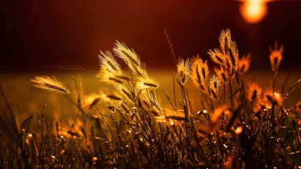 A serene nature scene captures golden wheat swaying gently in the breeze, illuminated by warm sunlight, creating a tranquil ambiance for a HD PC desktop wallpaper.