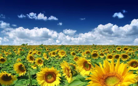A vibrant field of sunflowers stretches under a clear blue sky dotted with fluffy clouds, creating a stunning nature backdrop for HD desktop wallpaper.