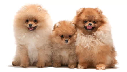 Three fluffy Pomeranians with cheerful expressions pose together, showcasing their playful nature. This HD image serves as a vibrant desktop wallpaper and background.