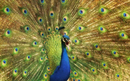 Animal peacock HD Desktop Wallpaper | Background Image