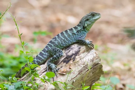  Gippsland Water Dragon