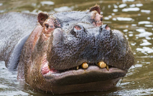 A close-up of a hippopotamus in water, showcasing its distinctive features and large teeth. This high-definition image serves as an engaging desktop wallpaper.