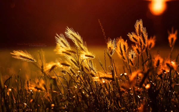 A serene nature scene captures golden wheat swaying gently in the breeze, illuminated by warm sunlight, creating a tranquil ambiance for a HD PC desktop wallpaper.
