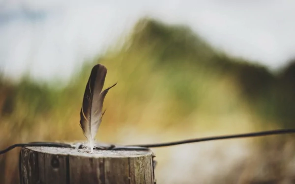 HD photography of a single feather standing upright on a weathered tree stump with a soft, blurred natural background, designed as a PC desktop wallpaper.