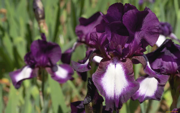 nature iris HD Desktop Wallpaper | Background Image